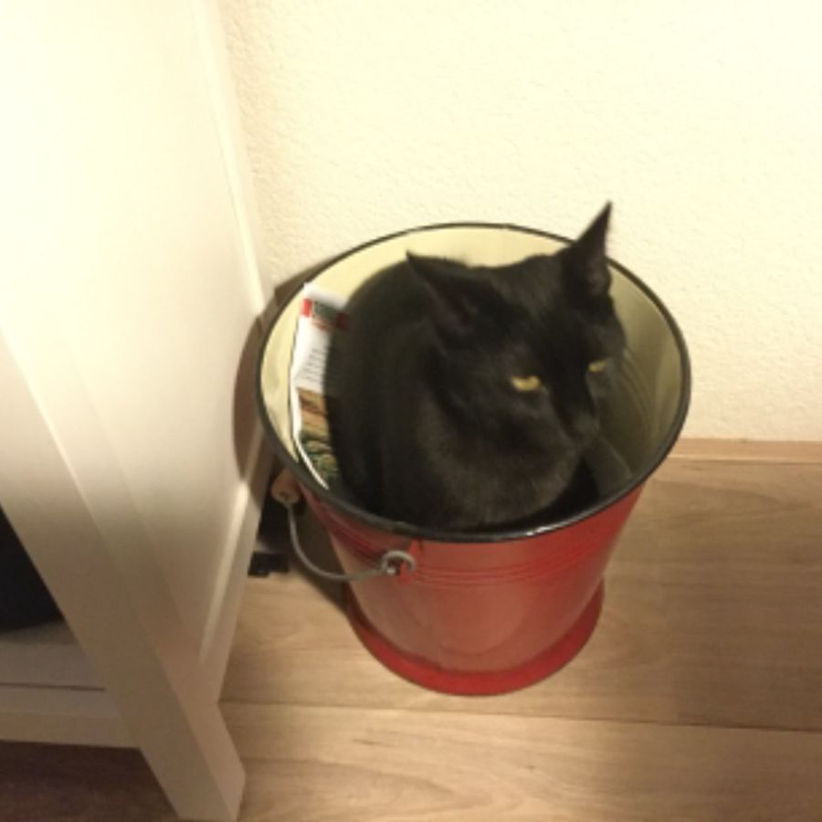 Profil de plixamiss2049, British Shorthair de 10 ans