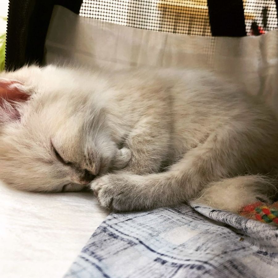 Profil de crunamiss8627, Ragdoll de 2 ans