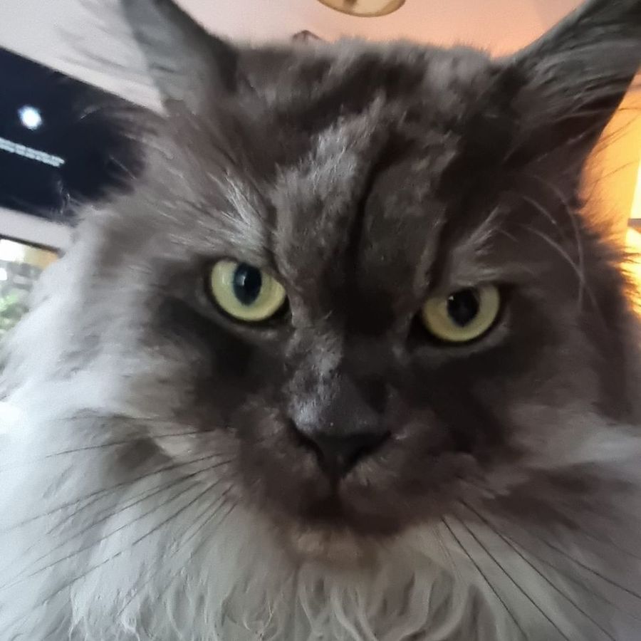 Profil de dryabelly6248, British Shorthair de 10 ans