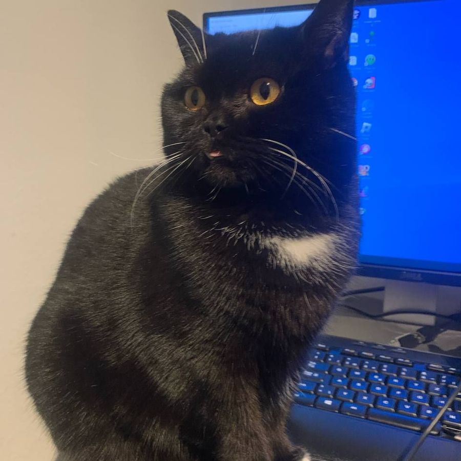Profil de gylobelly1487, Scottish Fold de 3 ans
