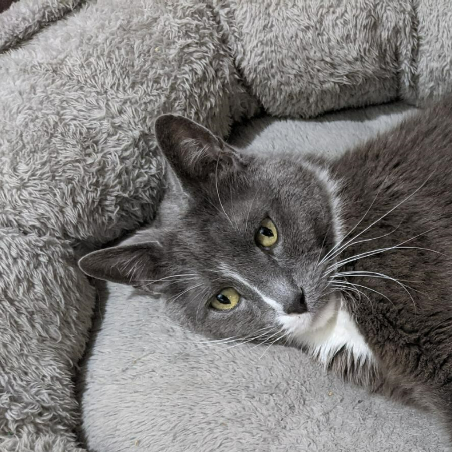Profil de prurebelly8437, Maine Coon de 12 ans