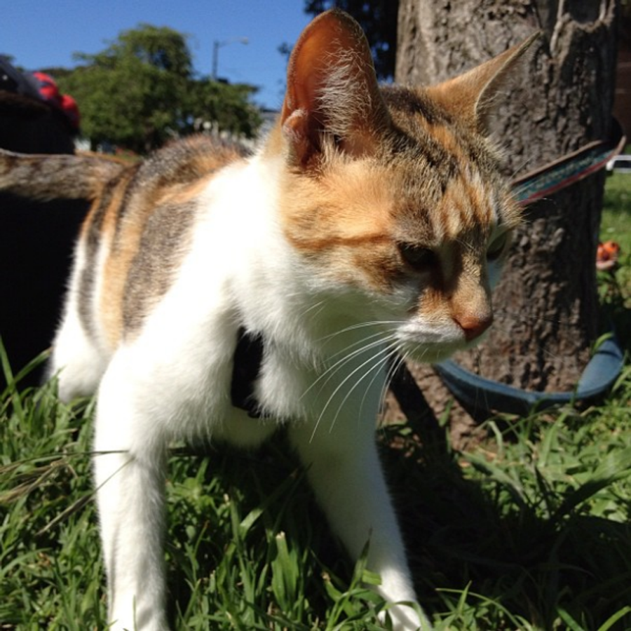Profil de gylabelly9315, Abyssin de 4 ans