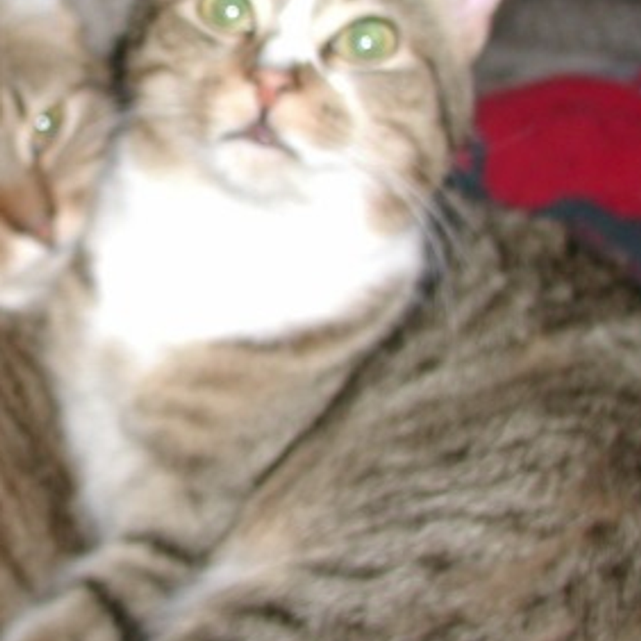 Profil de plunamiss9735, Bengal de 1 ans