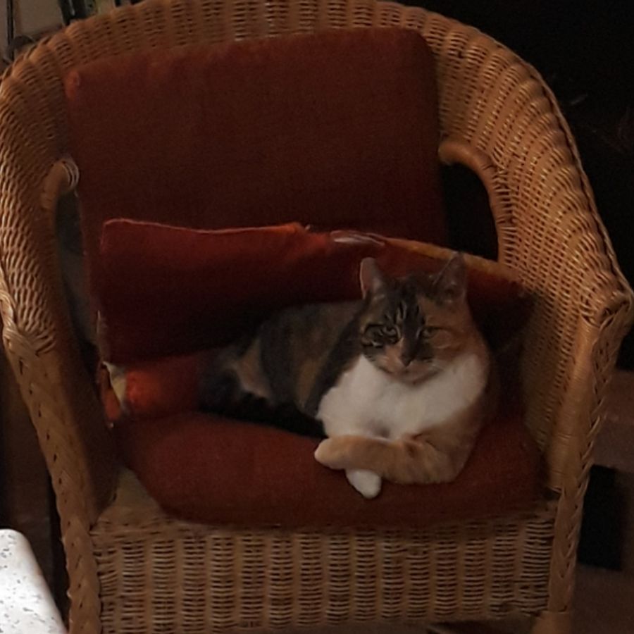 Profil de crixabelly8173, Bengal de 7 ans
