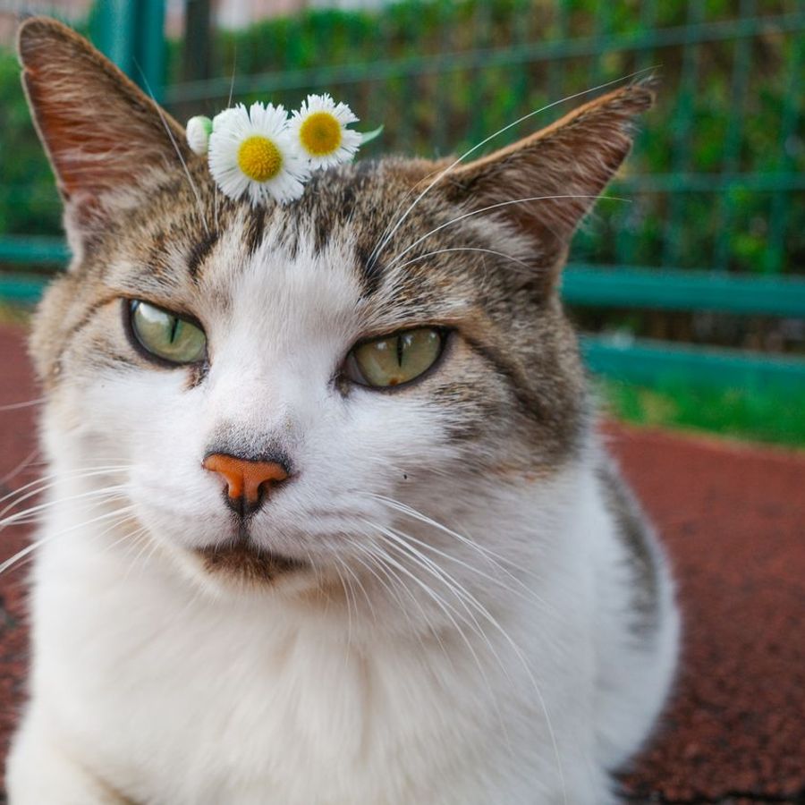 Profil de blorebelly2957, Chartreux de 11 ans