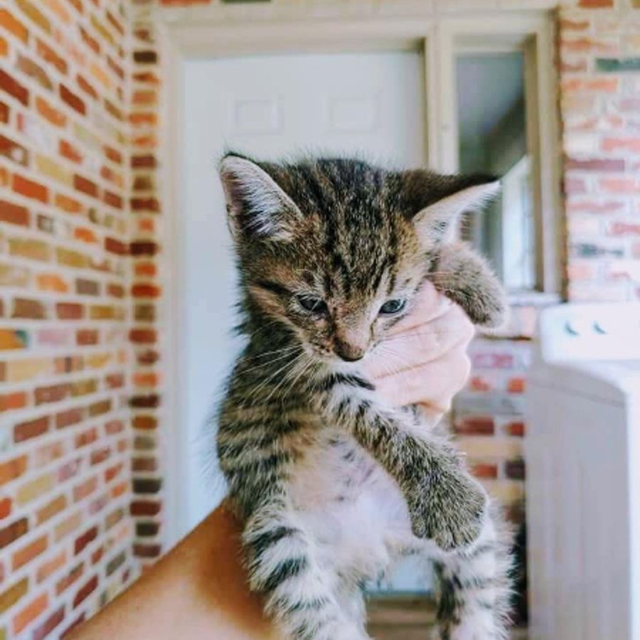 Profil de dryvabelly5312, Maine Coon de 12 ans