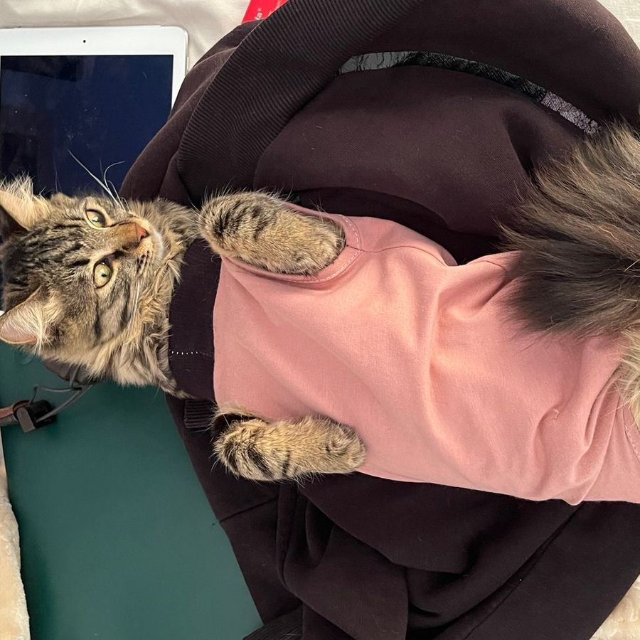 Profil de prixabelly8574, Maine Coon de 12 ans