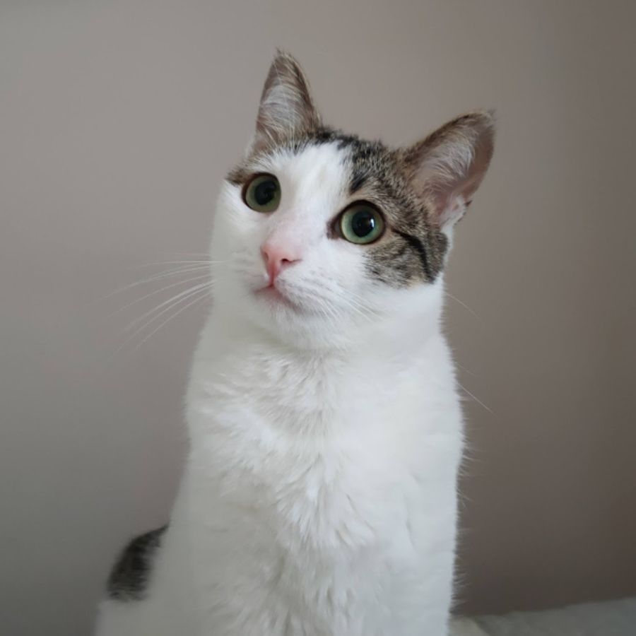 Profil de trurella3582, Ragdoll de 3 ans
