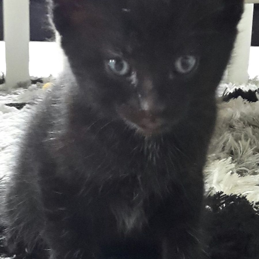 Profil de blixamiss2138, Burmese de 10 ans