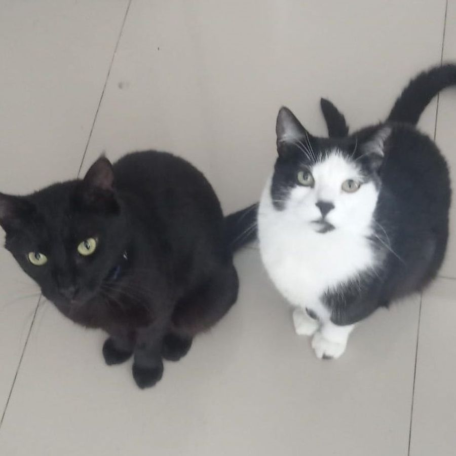 Profil de drivabella5486, Ragdoll de 5 ans