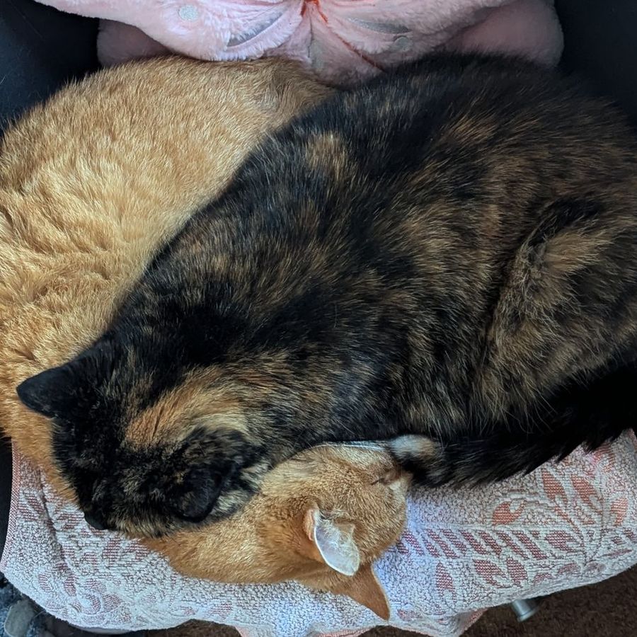 Profil de travella9275, Ragdoll de 8 ans