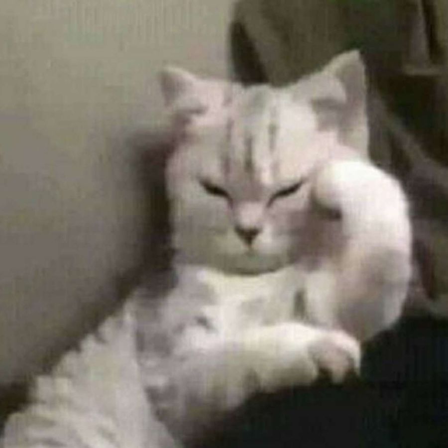 Profil de worabelly1462, Ragdoll de 8 ans