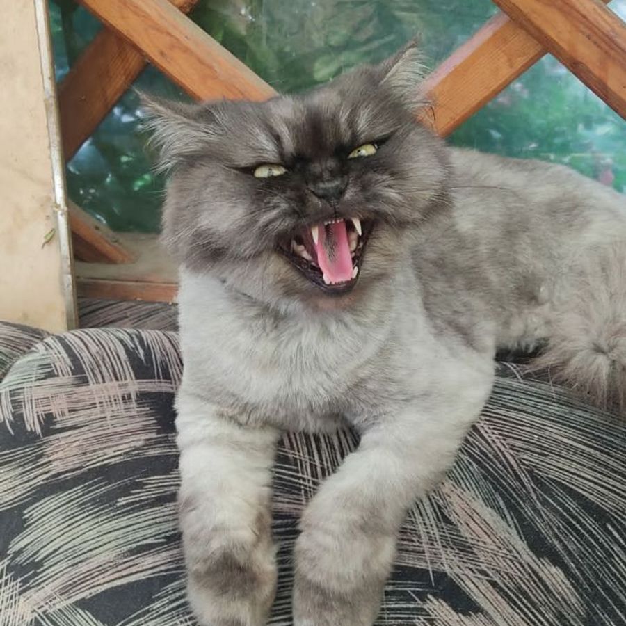 Profil de pluxabella8472, Savannah de 4 ans