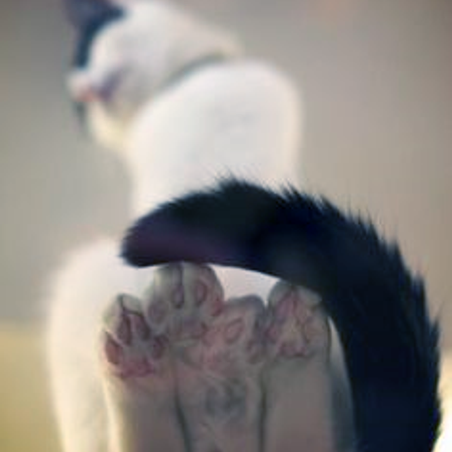 gylurebelly1258 - Photo 4