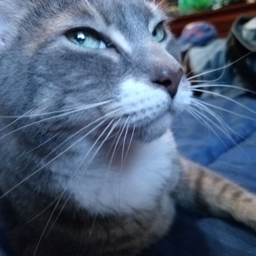 Profil de skorabella4921, Bengal de 12 ans