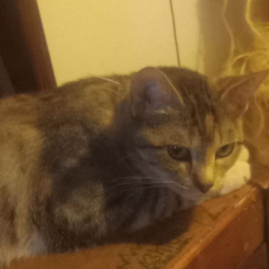 Profil de worabelly7465, Persan de 9 ans