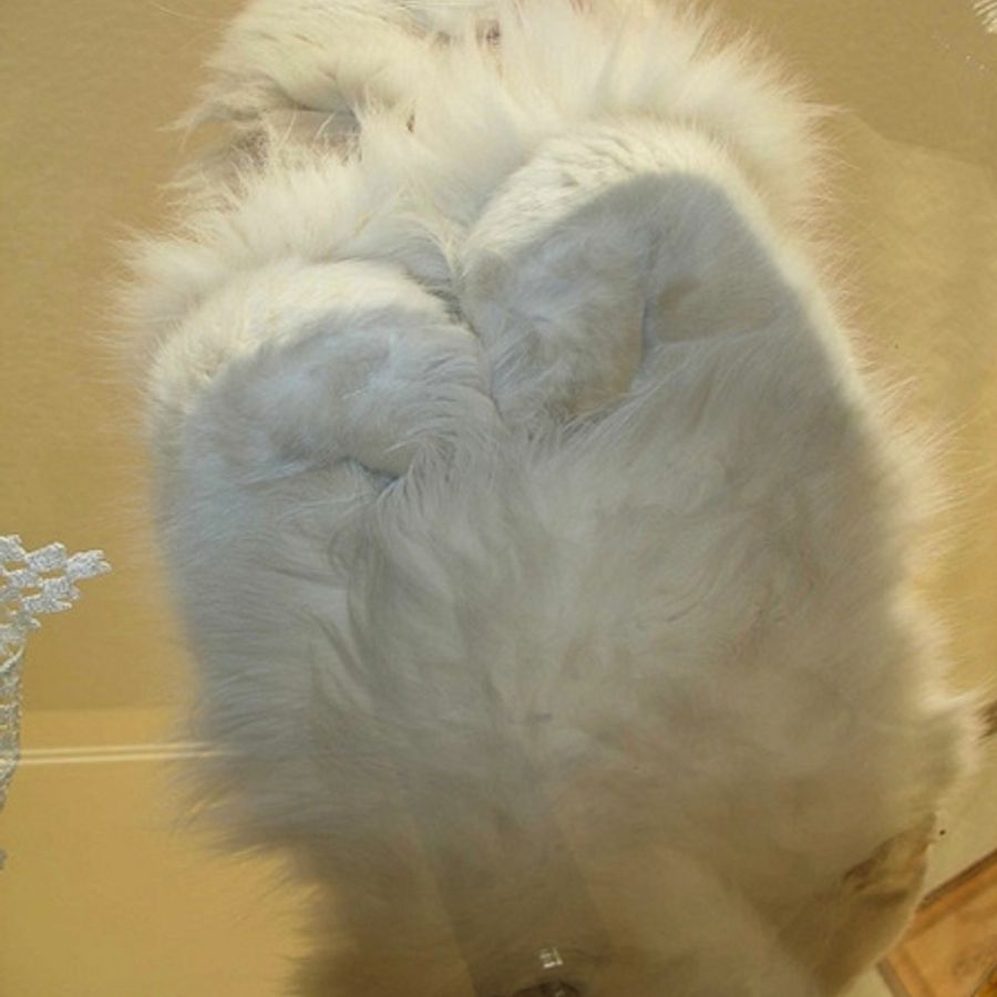 Profil de vrolabelly1973, Exotic Shorthair de 1 ans