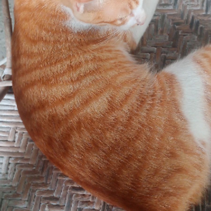 Profil de fynabelly8731, Sphynx de 3 ans