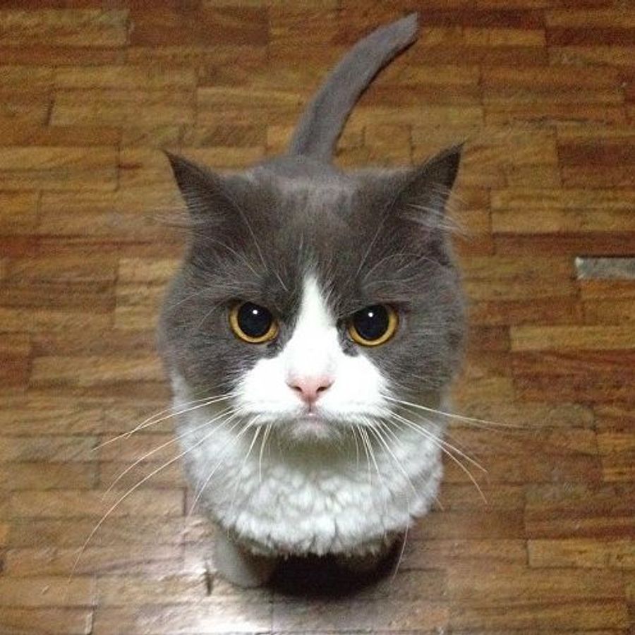 Profil de bluxamiss9452, Chartreux de 7 ans