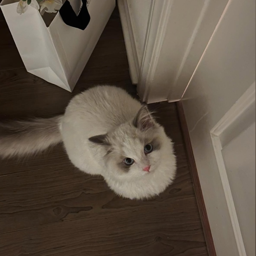 Profil de zorabelly5182, Maine Coon de 10 ans