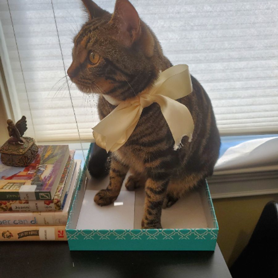Profil de gylamiss6842, Ragdoll de 10 ans