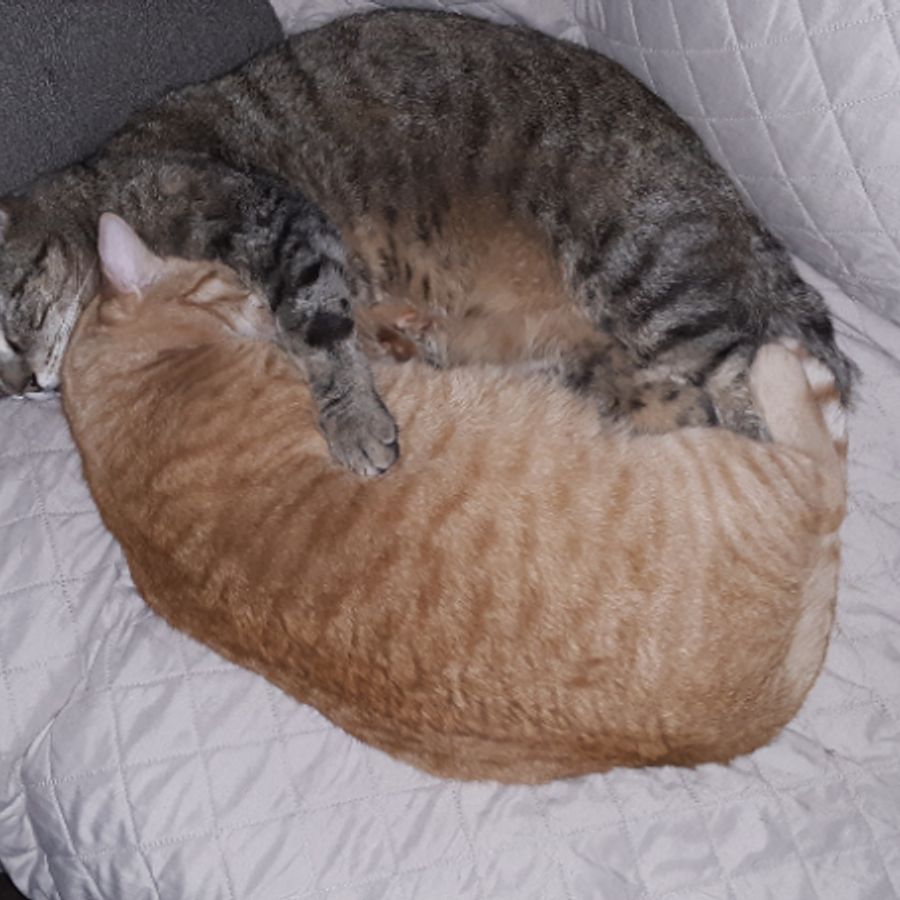 Profil de dryamiss9425, Maine Coon de 12 ans