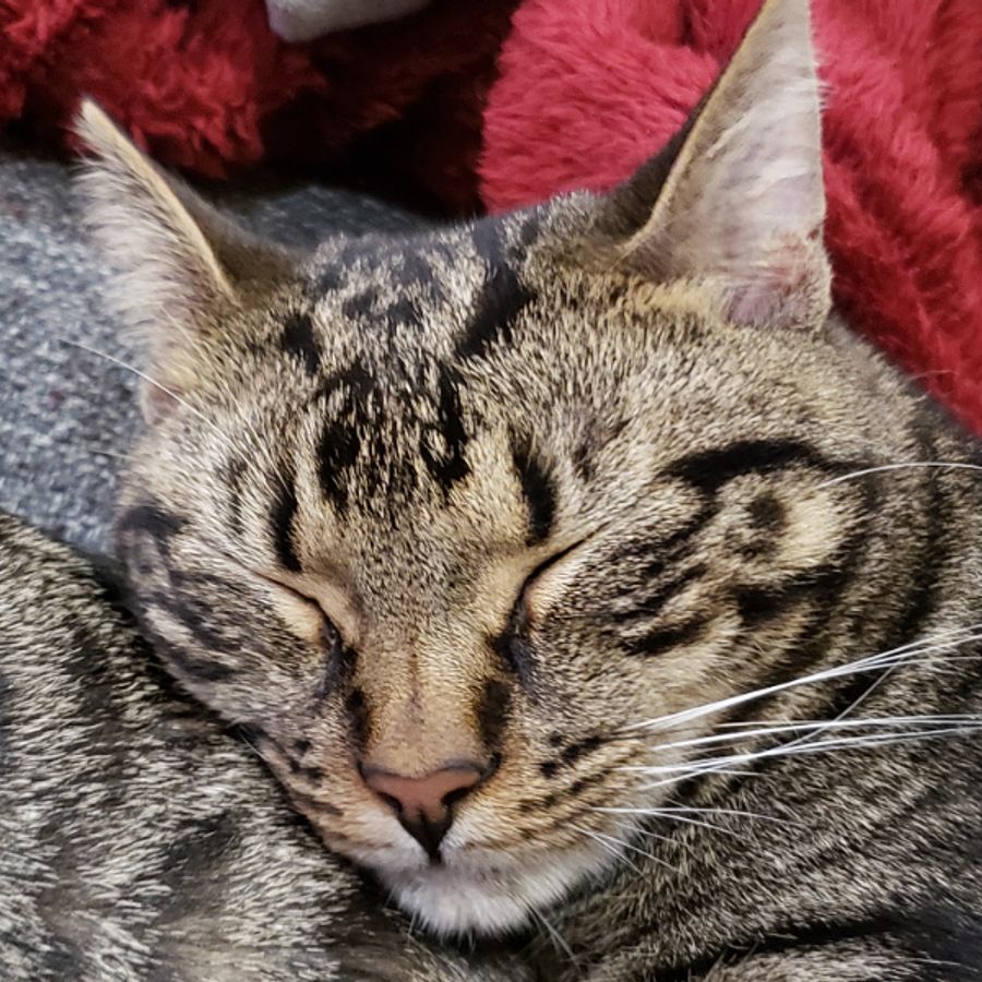 Profil de worabelly9268, Chartreux de 6 ans