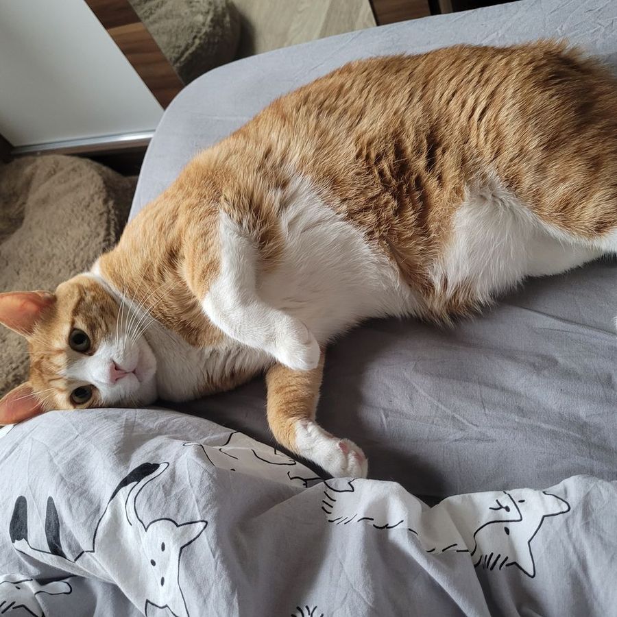 myxabelly8174 - Photo 3