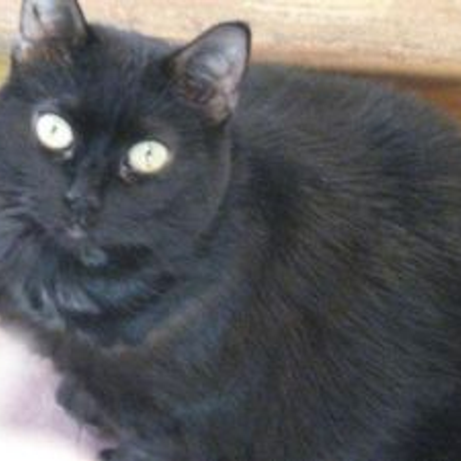 Profil de bluxamiss8274, Sacré de Birmanie de 12 ans