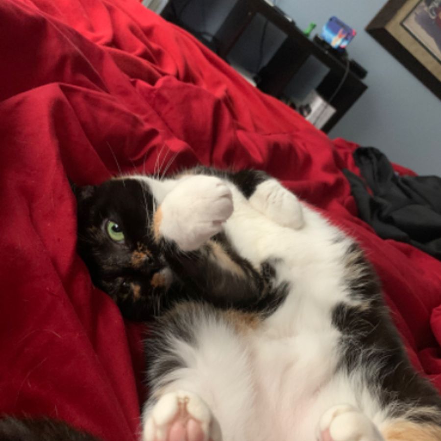 xelurebelly7314 - Photo 2