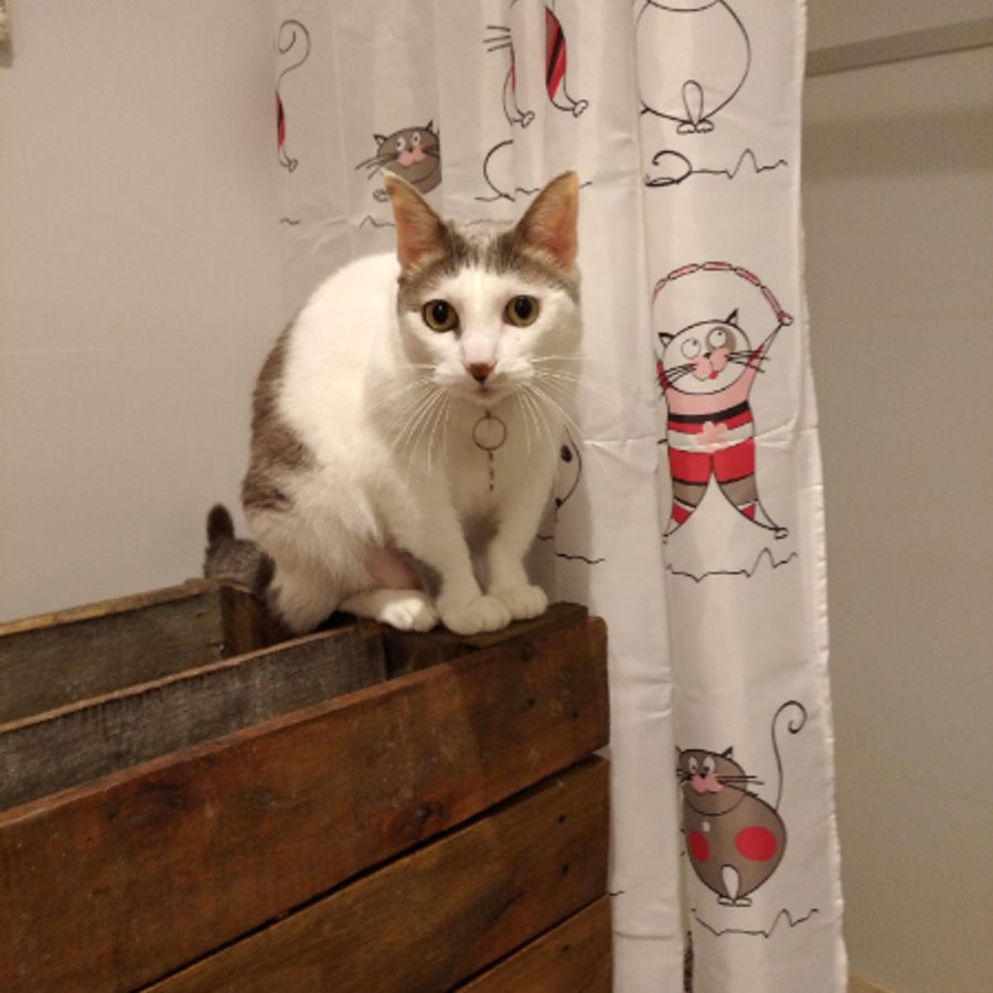 Profil de blonamiss5241, Devon Rex de 1 ans
