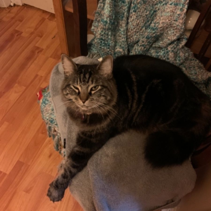 Profil de clivamiss8624, Chartreux de 12 ans