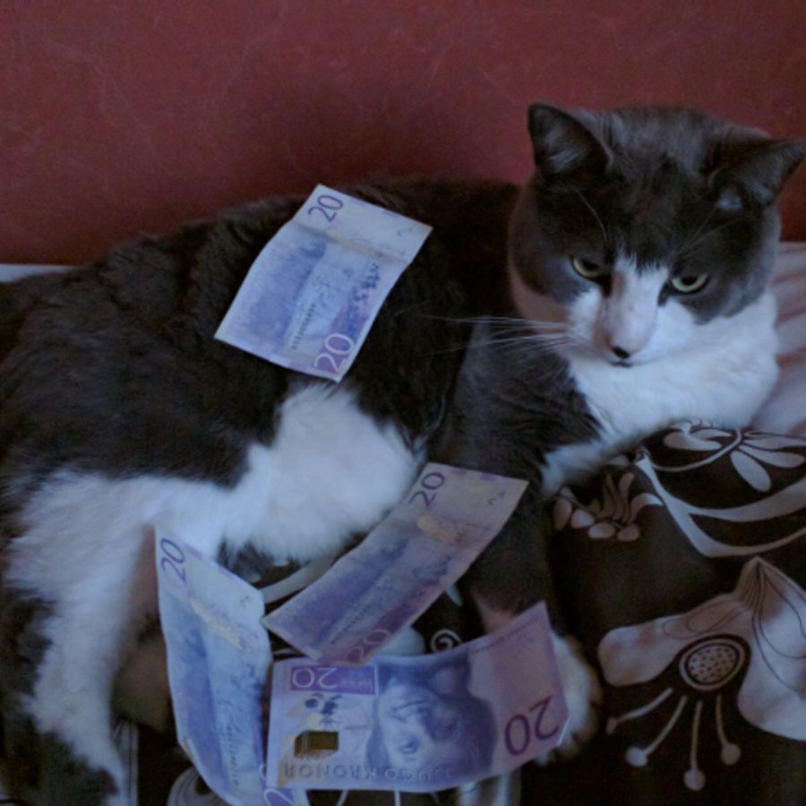 Profil de vrolabelly6845, Bengal de 1 ans