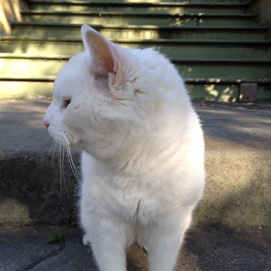 Profil de blonamiss1586, Exotic Shorthair de 10 ans
