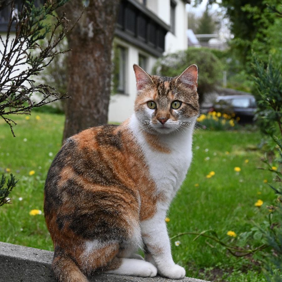 Profil de plorabella7318, British Shorthair de 7 ans