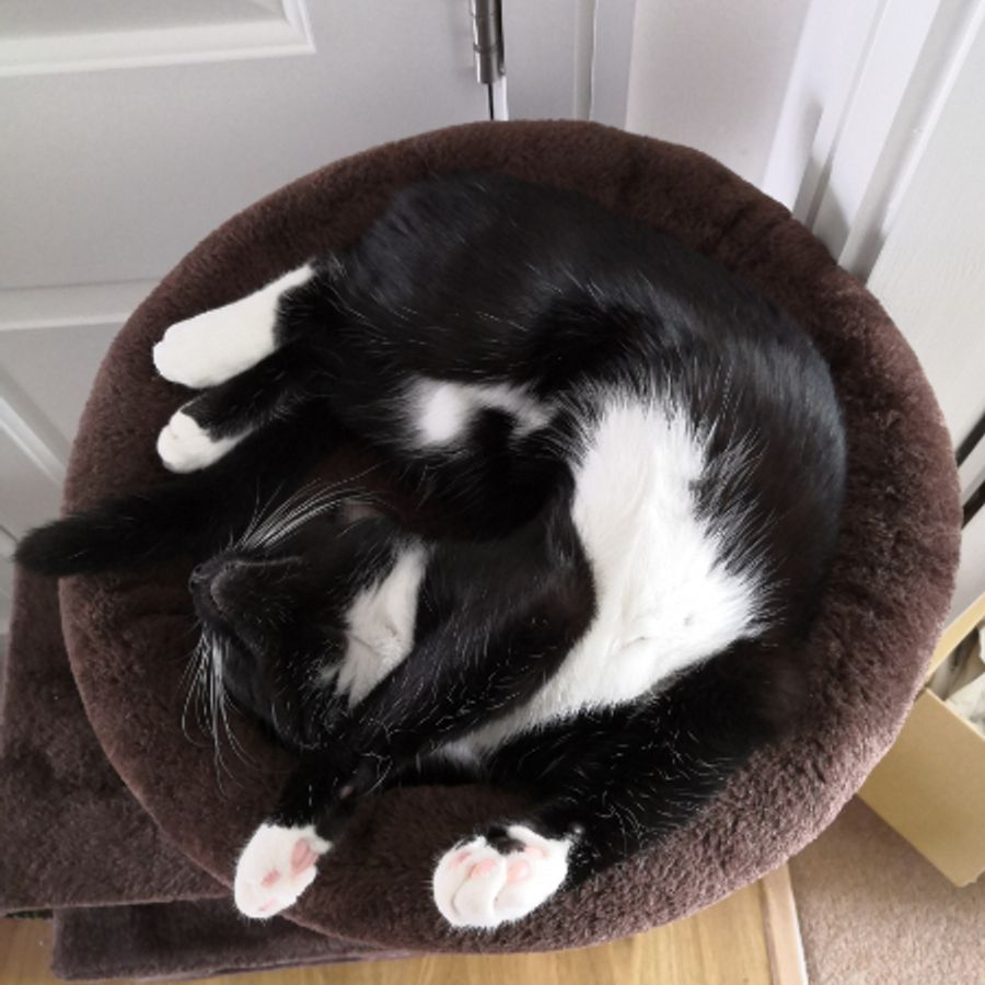 Profil de tronabella1954, Maine Coon de 11 ans