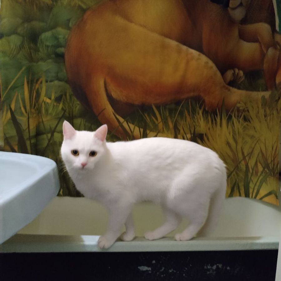 Profil de gylamiss4157, Bengal de 11 ans