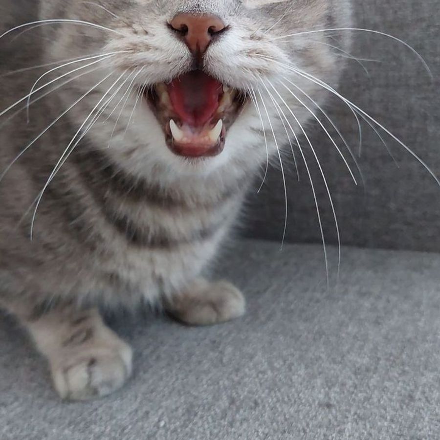 Profil de truxabella9641, Oriental de 3 ans