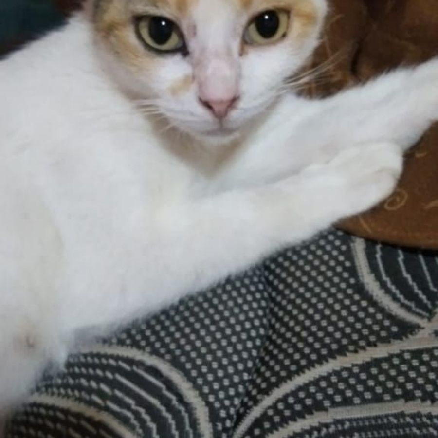 Profil de xelabelly8573, Scottish Fold de 3 ans