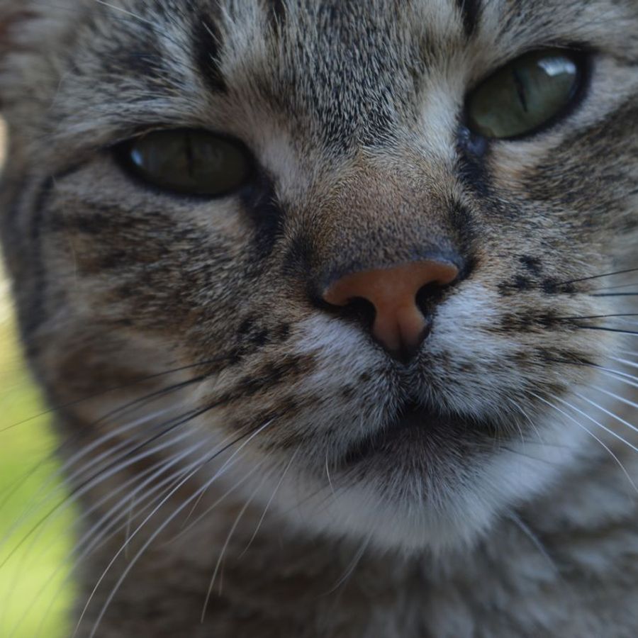 Profil de tronella4682, Savannah de 5 ans