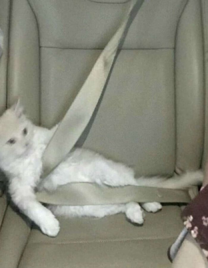 Котёнок, улика номер два