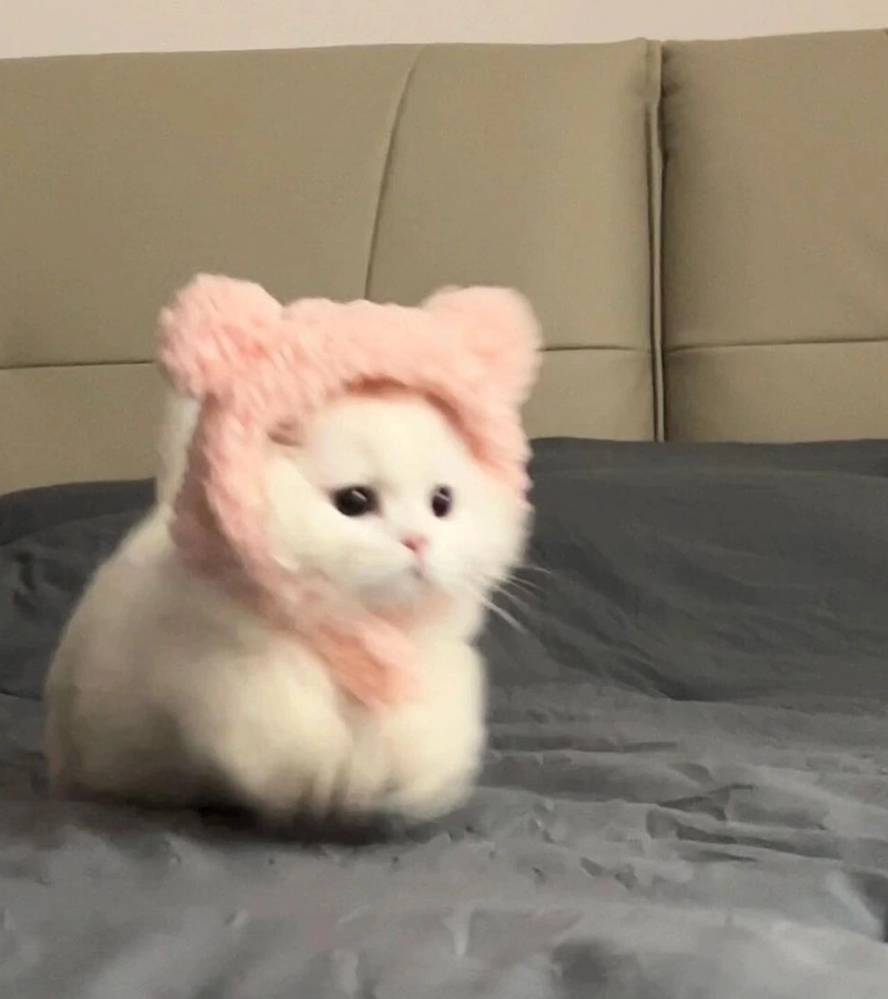 Kucing comel rawak
