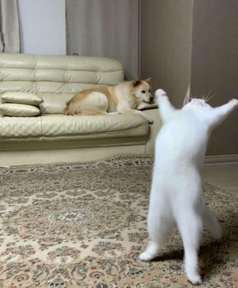 Черно-белая фотография кота