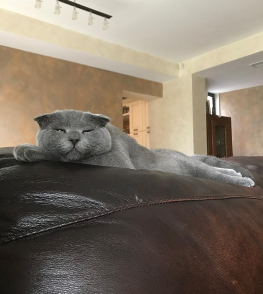 Подозрительный котёнок