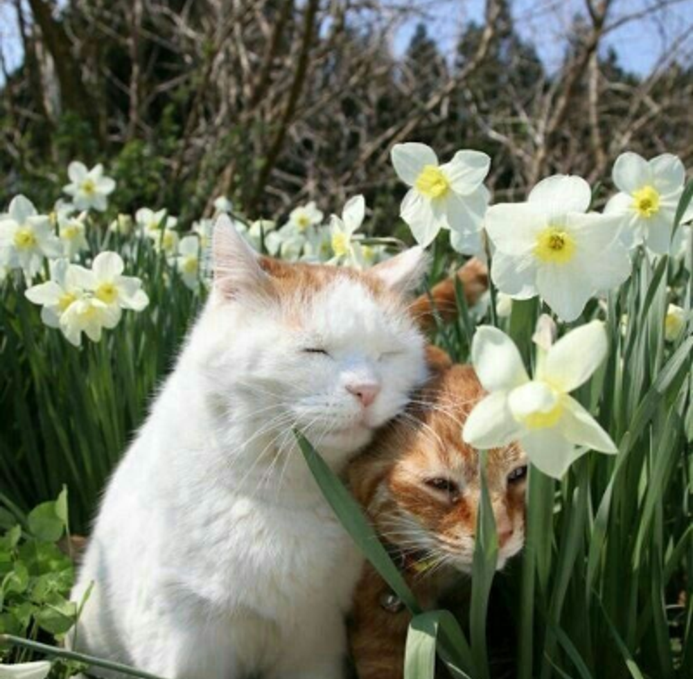 Главная фотография кота