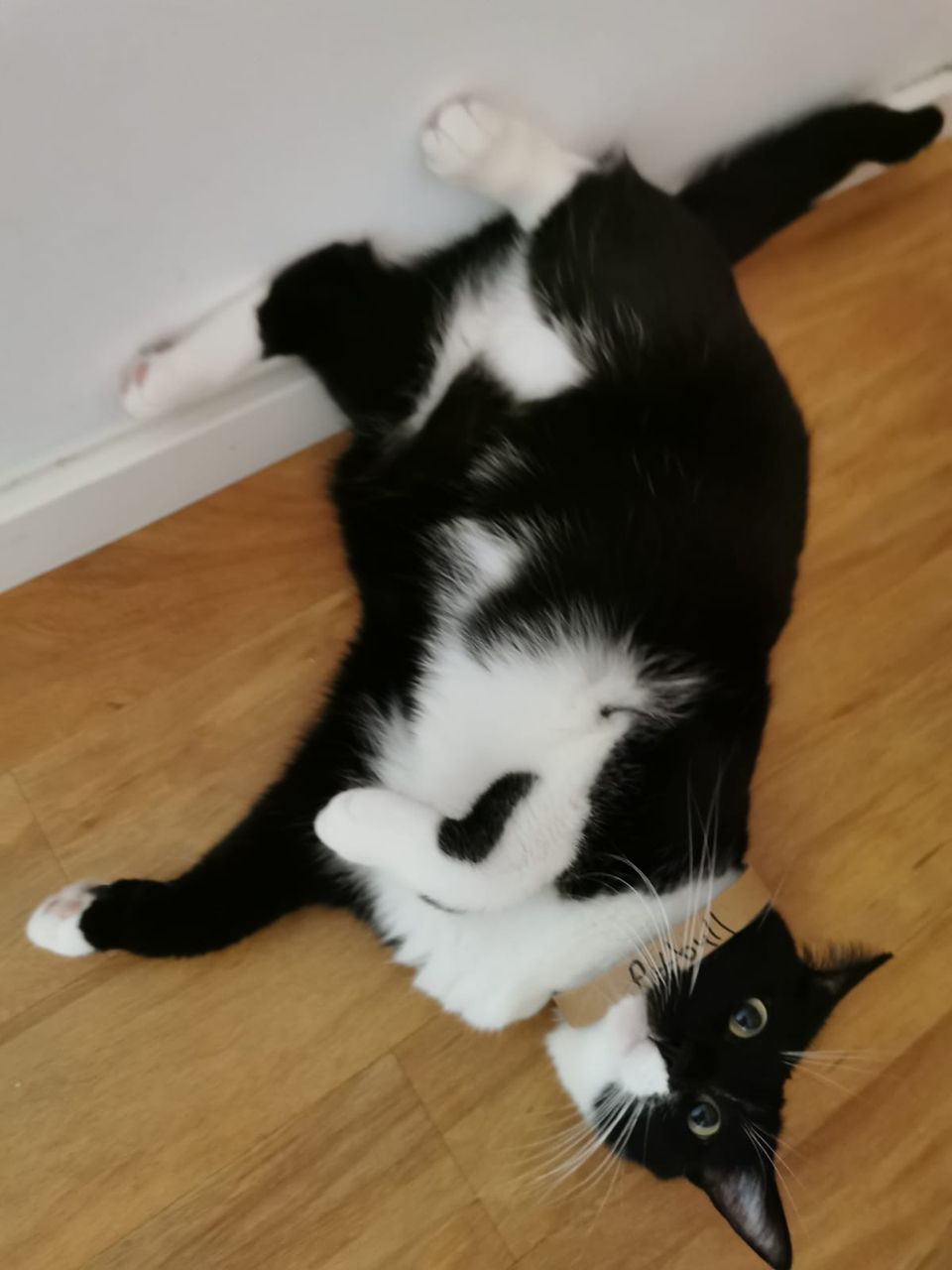 Random Cat Image