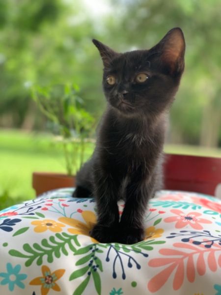 Random Cat