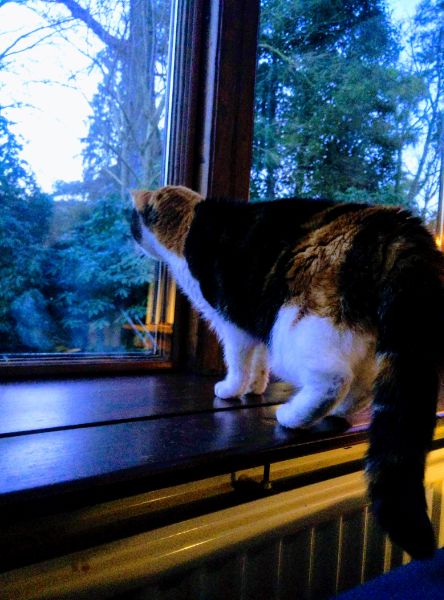 Random Cat