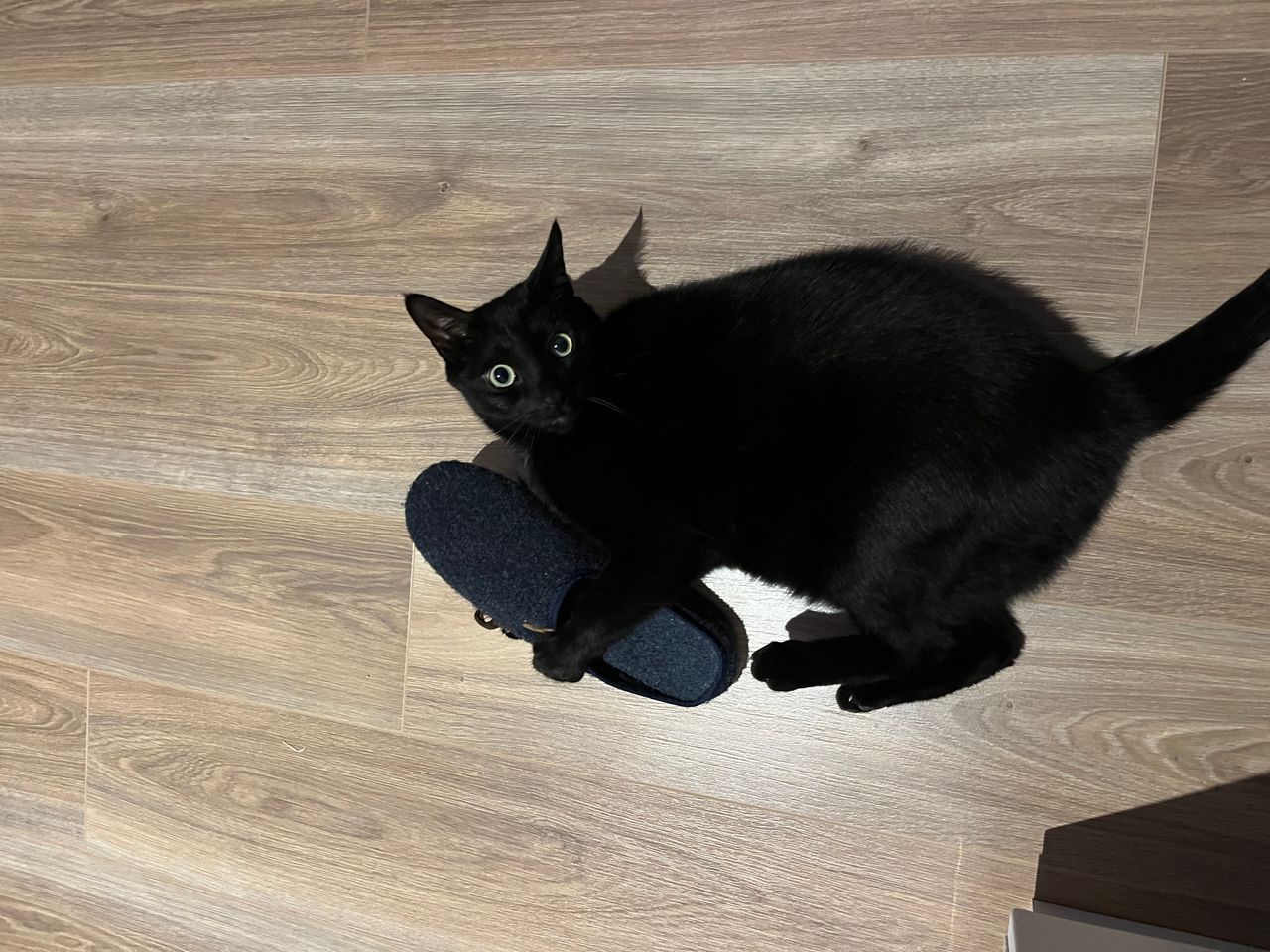 Random Cat