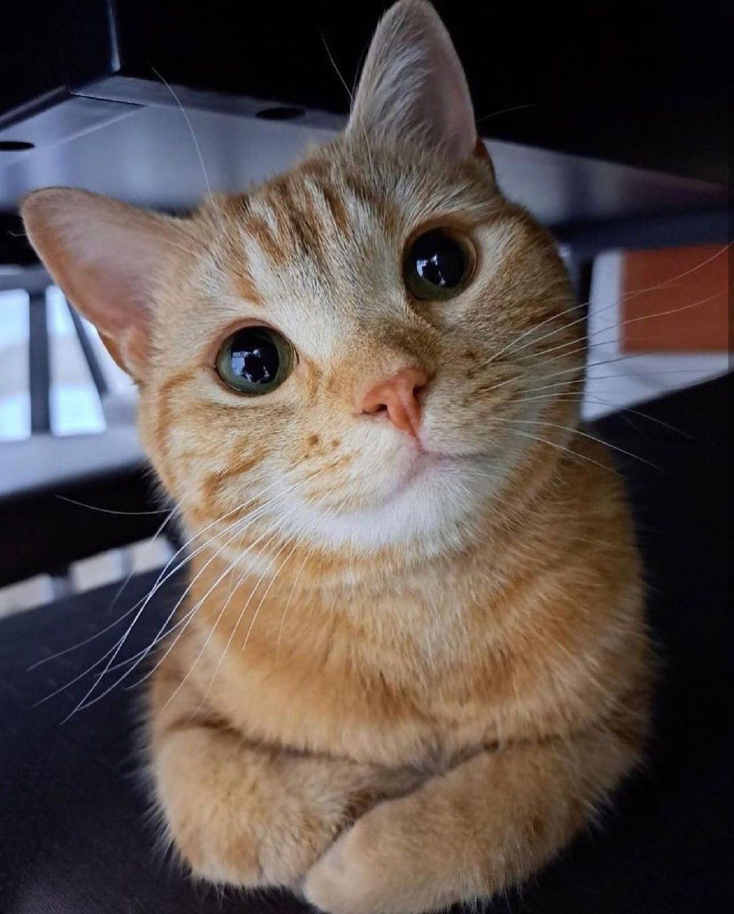 Random Cat